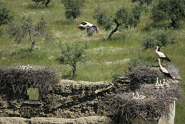 Weißstorch (Ciconia ciconia)