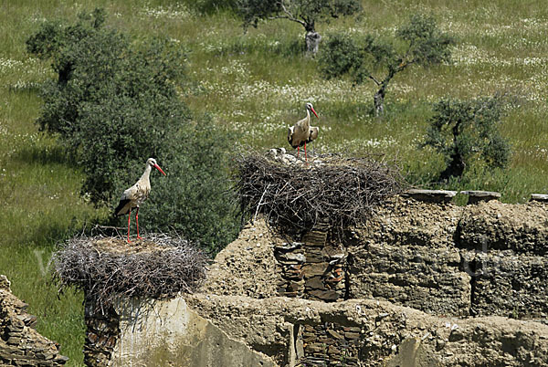 Weißstorch (Ciconia ciconia)