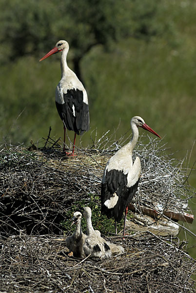 Weißstorch (Ciconia ciconia)