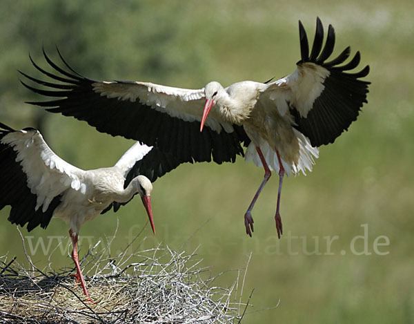 Weißstorch (Ciconia ciconia)