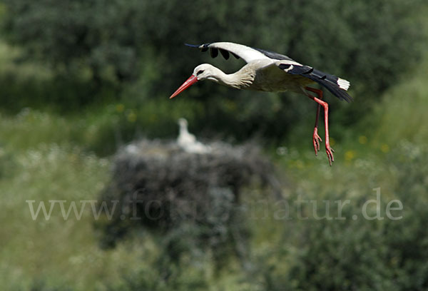 Weißstorch (Ciconia ciconia)