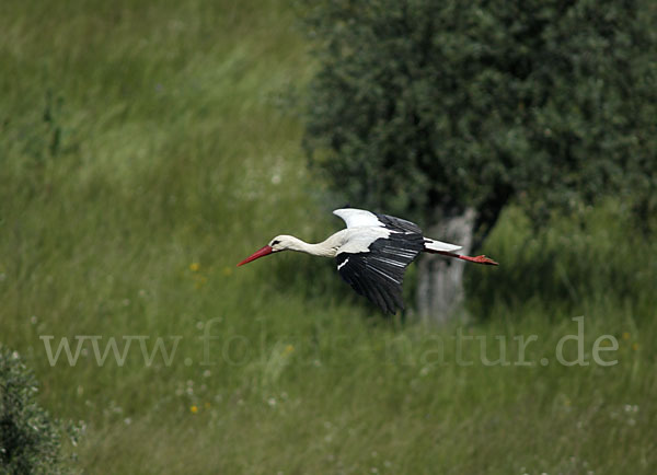 Weißstorch (Ciconia ciconia)