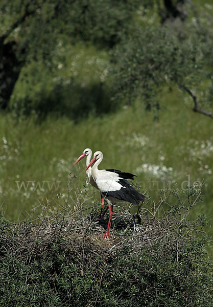 Weißstorch (Ciconia ciconia)