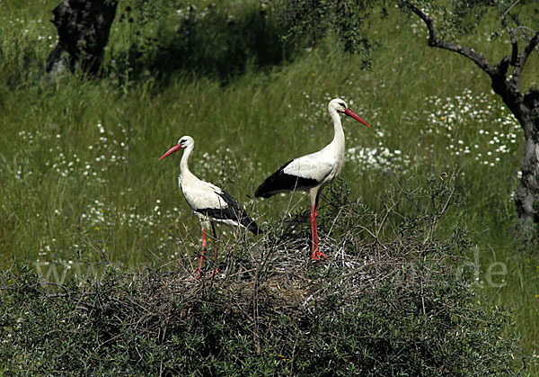 Weißstorch (Ciconia ciconia)