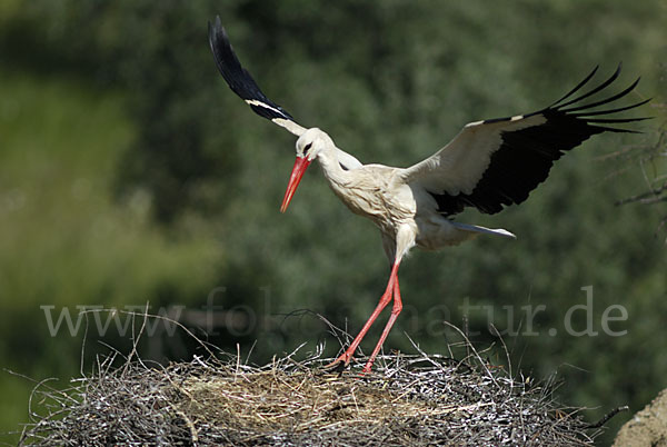 Weißstorch (Ciconia ciconia)