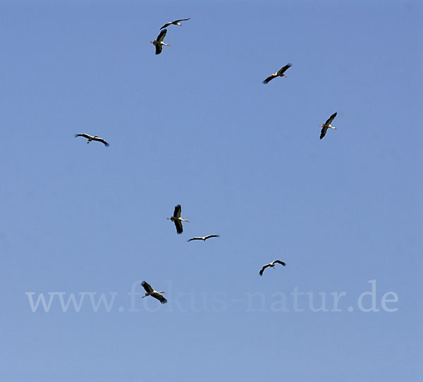 Weißstorch (Ciconia ciconia)