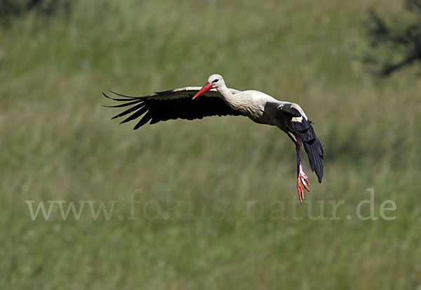 Weißstorch (Ciconia ciconia)