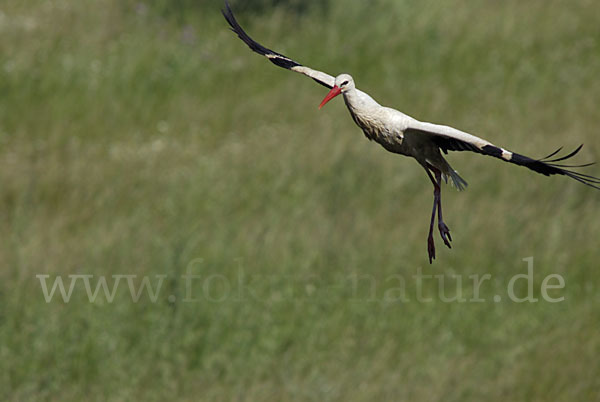 Weißstorch (Ciconia ciconia)