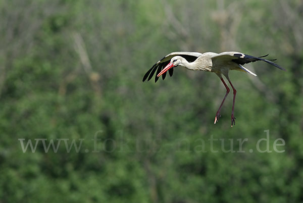 Weißstorch (Ciconia ciconia)