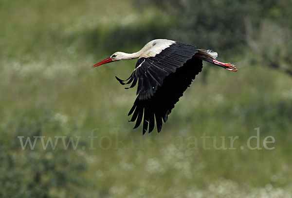 Weißstorch (Ciconia ciconia)