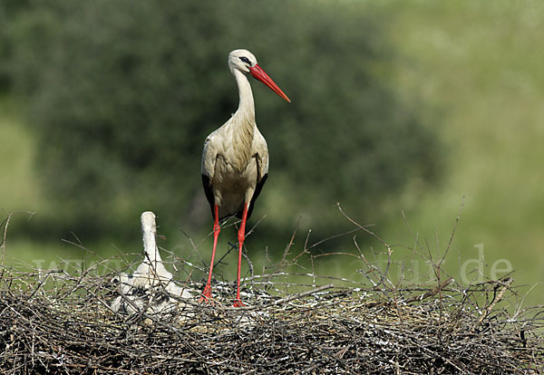 Weißstorch (Ciconia ciconia)