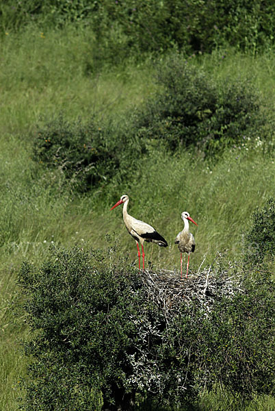 Weißstorch (Ciconia ciconia)