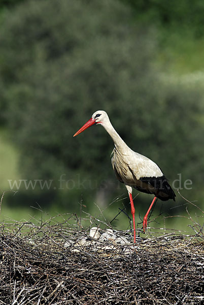 Weißstorch (Ciconia ciconia)