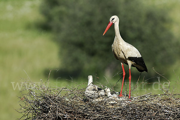 Weißstorch (Ciconia ciconia)