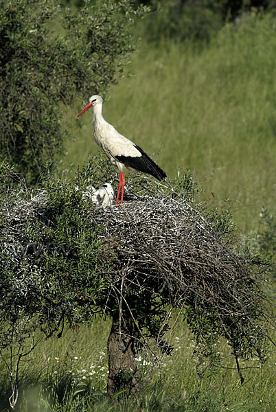 Weißstorch (Ciconia ciconia)