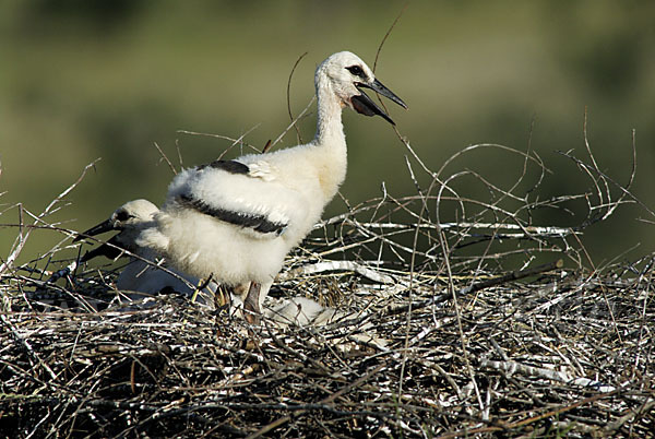 Weißstorch (Ciconia ciconia)