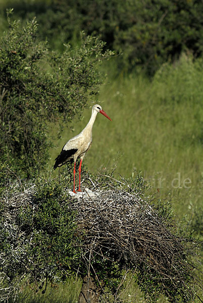 Weißstorch (Ciconia ciconia)