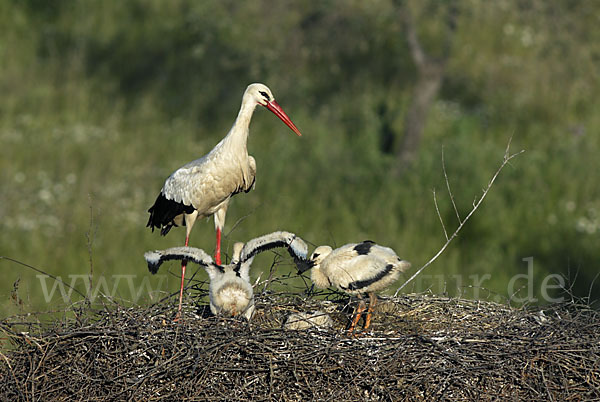 Weißstorch (Ciconia ciconia)