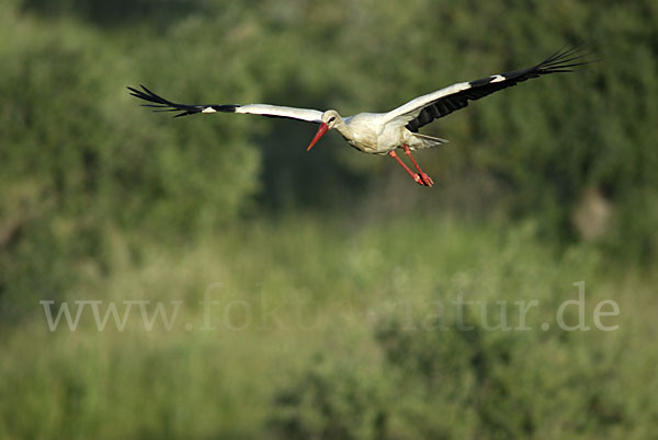 Weißstorch (Ciconia ciconia)