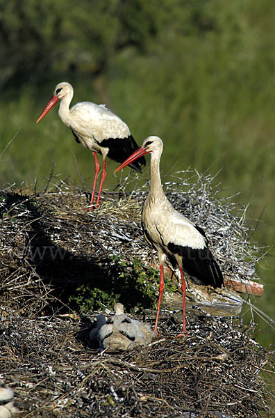 Weißstorch (Ciconia ciconia)