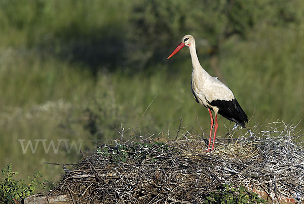 Weißstorch (Ciconia ciconia)