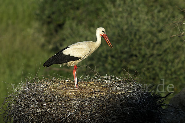 Weißstorch (Ciconia ciconia)