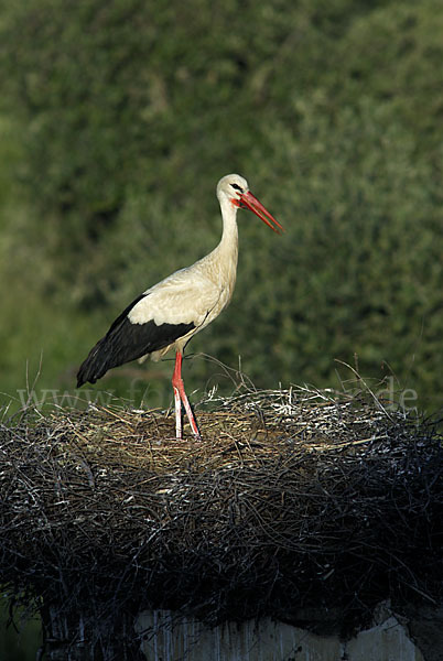 Weißstorch (Ciconia ciconia)