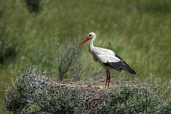 Weißstorch (Ciconia ciconia)