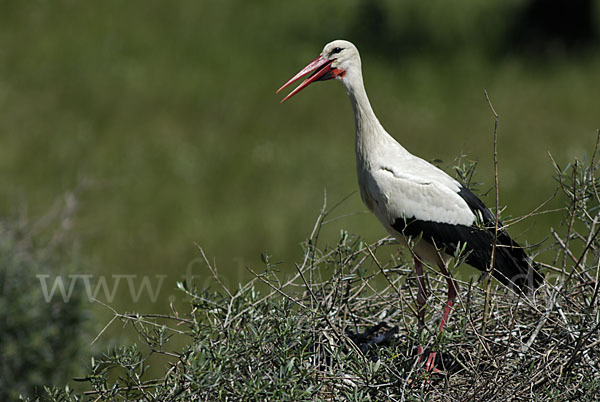 Weißstorch (Ciconia ciconia)