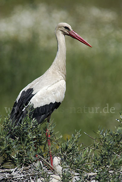 Weißstorch (Ciconia ciconia)