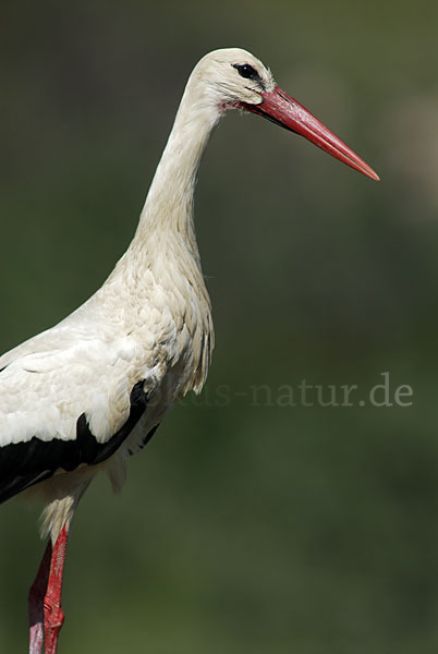 Weißstorch (Ciconia ciconia)