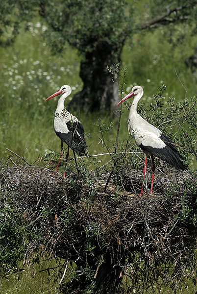 Weißstorch (Ciconia ciconia)