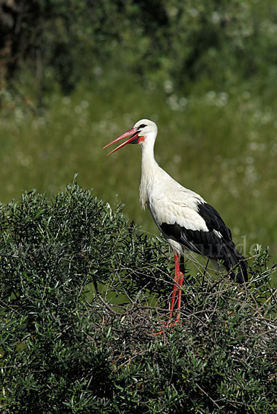 Weißstorch (Ciconia ciconia)