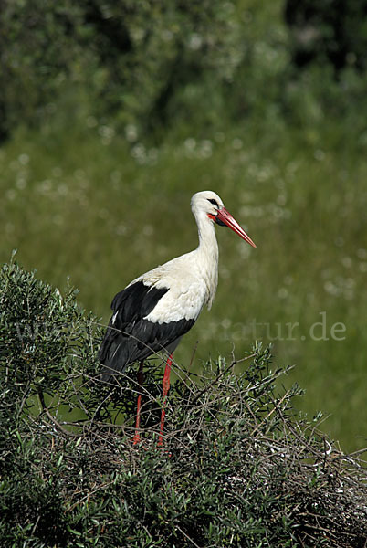 Weißstorch (Ciconia ciconia)