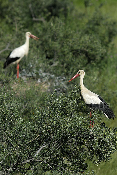 Weißstorch (Ciconia ciconia)