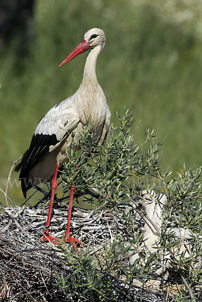 Weißstorch (Ciconia ciconia)