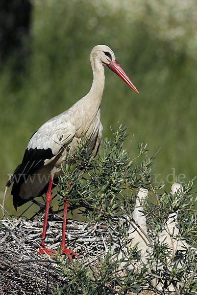 Weißstorch (Ciconia ciconia)