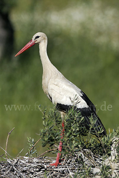 Weißstorch (Ciconia ciconia)