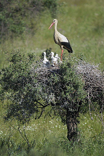 Weißstorch (Ciconia ciconia)