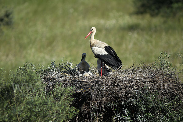 Weißstorch (Ciconia ciconia)