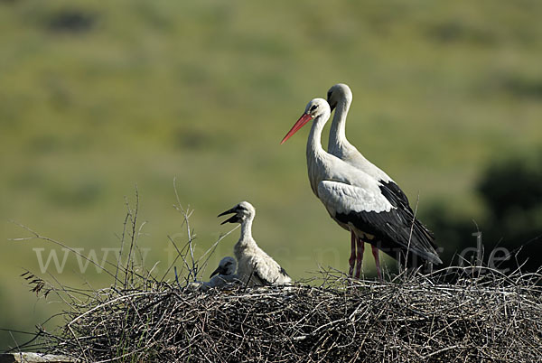 Weißstorch (Ciconia ciconia)