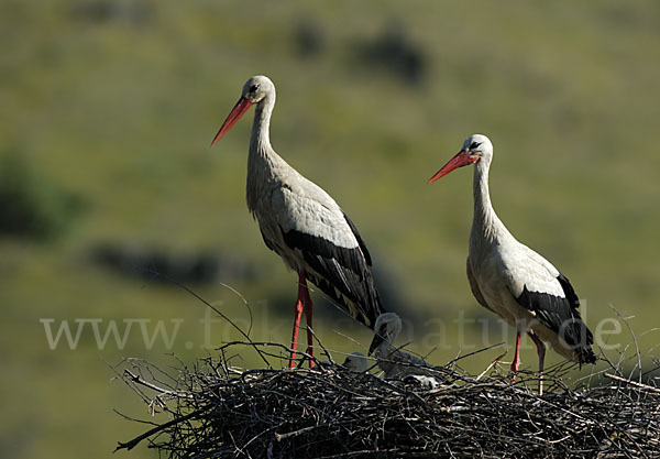 Weißstorch (Ciconia ciconia)