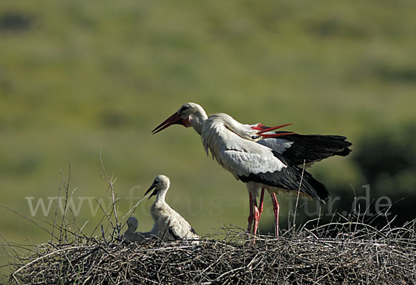 Weißstorch (Ciconia ciconia)