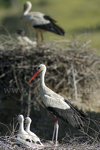 Weißstorch (Ciconia ciconia)