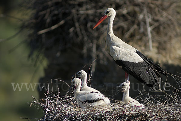 Weißstorch (Ciconia ciconia)