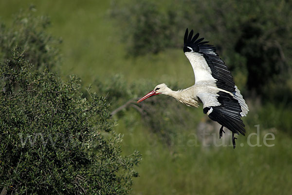 Weißstorch (Ciconia ciconia)