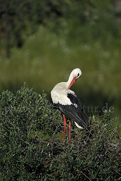 Weißstorch (Ciconia ciconia)