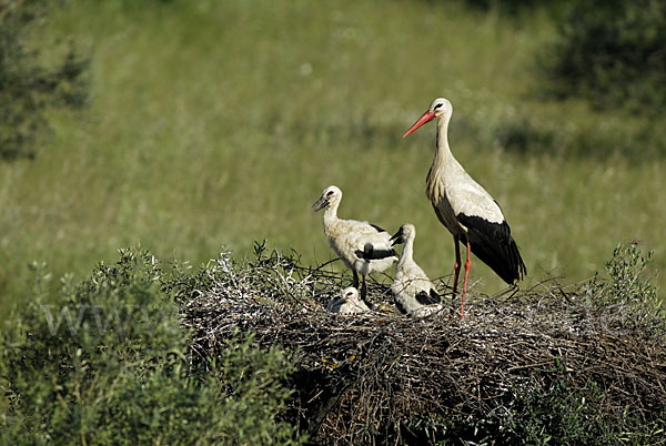 Weißstorch (Ciconia ciconia)