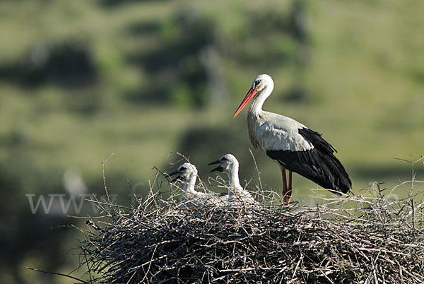 Weißstorch (Ciconia ciconia)