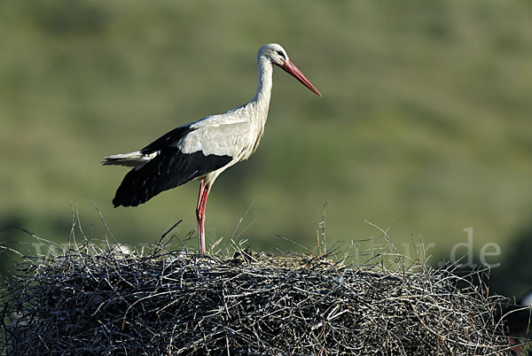 Weißstorch (Ciconia ciconia)